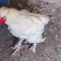 خروس نژاد سلطان