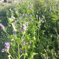 یونجه|گل و گیاه طبیعی|خواجه, |دیوار