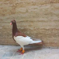 یهودی سرخ
