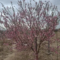 باغچه-500متری-چهاردانگه-جعفرآباد-جنگل