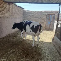 حیوانات