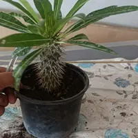 نیازمند همخونه