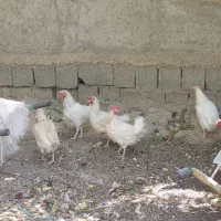 مرغ تخم گذار