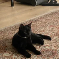 گربه اسکاتیش بریتیش