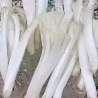 فروش کنگر درجه یک هرکی خواست