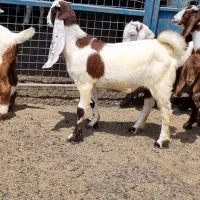 بزعاله پاکستانی و دورگ و یک نربز گلابی،، بره ندارم