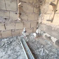 طوقی نروماده سرور