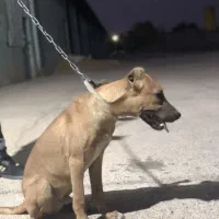سگ دورگه