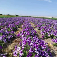 بذر گل اطلسی