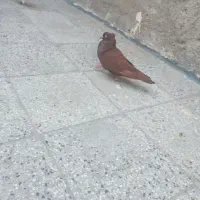 کبوتر