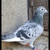 قره زرهی اردن