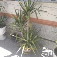 تعدادی گل مطبق و نخلی