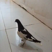 جوجه ابلغ سیاه