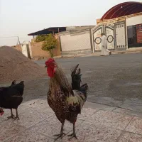 خروس|حیوانات مزرعه|شوش, |دیوار