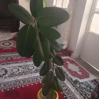 گل وگلدان بسیارزیبا