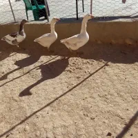 دو غار ماده ونر به فروش میرسد