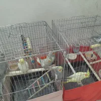 یک جفت عروس هلندی مولد سخنگو بهمراه ۵ جوجه دونخور