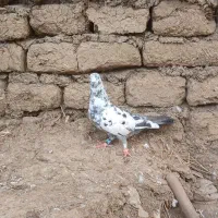کبوتر