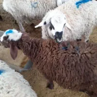 گوسفند زنده عقیقه نذری قربانی شبانه روزی