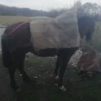 اسب 6 سال عاقل و باری