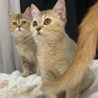 گلدن بلک
