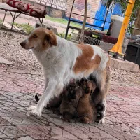 توله سگ رایگان