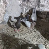 یه جفت سینه سرخ خوشکل باجوجه هاش فروشی