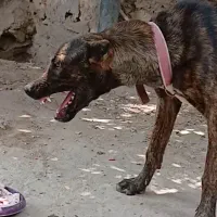 توله سگ خراسانی نگهبان بندر لنگه