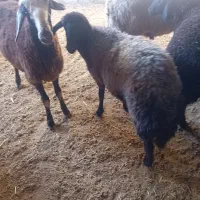 بره ماده همو وافشاری