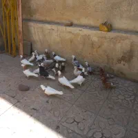 جوجه طوقی دم سیاه