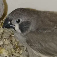 جوجه فنچ لپ سیاه دونخور