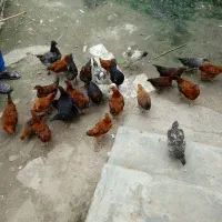 مرغ