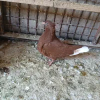 جفت جوجه اشعل