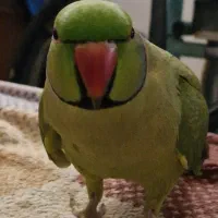 طوطی ملنگو دستی سخنگو