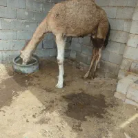 شتر|حیوانات مزرعه|بندرعباس, |دیوار