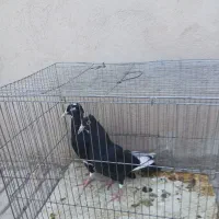 قیمت۱۳۰۰۰۰۰