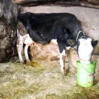 گاو سیمینتال و گوساله جرسی 140کیلو