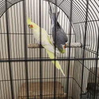 یک جفت عروس هلندی (نر و ماده)