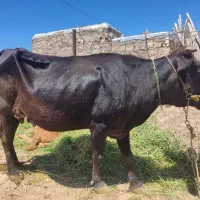 گاو و گوساله