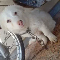 سگ پاکوتا