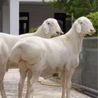 جگر سالم بشرط آب ونمک نخورده جوان گوسفند زنده