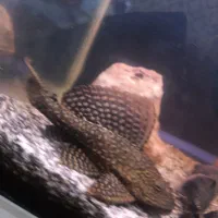 اجن خوار اسپرت