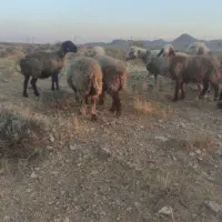 میش