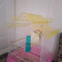 قفس