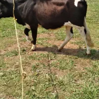 لیشه گاو ورزا