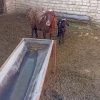 میش و بره  میش جوان  برش نر و بره ماده