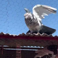 کبوتر معاوضه هم دارم