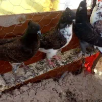کبوتر سوسکی دم سفید