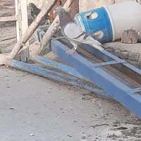 کفتر کبوتر