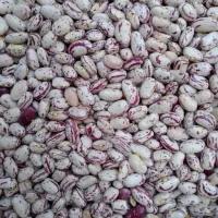 لوبیا چیتی دست چین شده و بوجاری شده